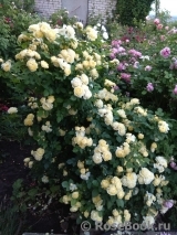 Golden Border Golden Border