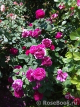 Heidi Klum Rose Heidi Klum Rose