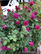 Parfum de Reve Parfum de Reve