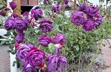 Parfum de Reve Parfum de Reve
