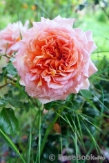 Abraham Darby Abraham Darby