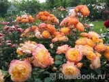 Gartenspass ® Gartenspass ®