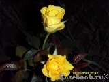 Friesia Friesia