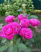 Heidi Klum Rose Heidi Klum Rose