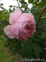 The Alnwick Rose The Alnwick Rose