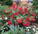 Scarlet Meillandecor Scarlet Meillandecor