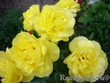 Friesia Friesia