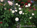 Chandos Beauty Chandos Beauty