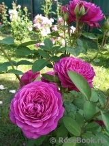 Heidi Klum Rose Heidi Klum Rose