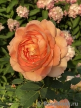 Lady of Shalott Lady of Shalott