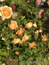 Lady of Shalott Lady of Shalott