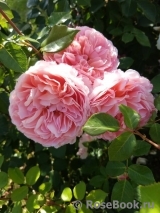 Abraham Darby Abraham Darby