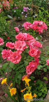 Heidetraum