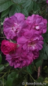 Rose-Marie Viaud Rose-Marie Viaud