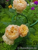 Crown Princess Margareta® Crown Princess Margareta®