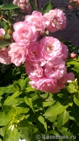 Heavenly Pink Heavenly Pink