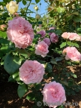 Mariatheresia Mariatheresia
