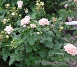 Eden Romantica ® Eden Romantica ®