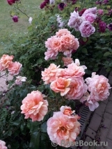 Rose La Rose des Impressionnistes Rose La Rose des Impressionnistes