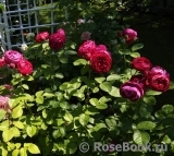 Ascot Ascot