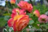 Gartenspass ® Gartenspass ®