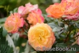 Gartenspass ® Gartenspass ®