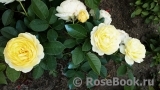Golden Border Golden Border