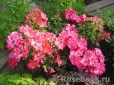 Stadt Rom Stadt Rom