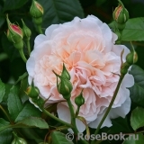 Rose de Tolbiac ® Rose de Tolbiac ®