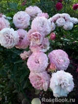 Kordes' Rosenfaszination ® Kordes' Rosenfaszination ®