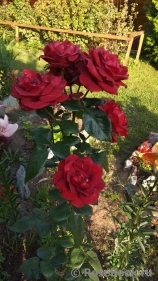 Terracotta ® Terracotta ®