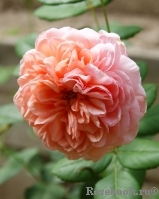 Abraham Darby Abraham Darby