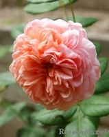 Abraham Darby