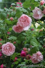 Strawberry Hill Strawberry Hill