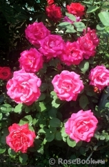 Dame de Coeur Dame de Coeur
