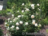 Crocus Rose® Crocus Rose®