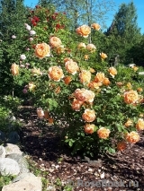 Lady of Shalott Lady of Shalott