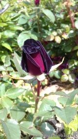 Black Baccara Black Baccara