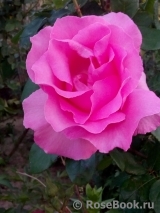 McCartney Rose, The McCartney Rose, The