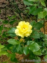 Friesia Friesia