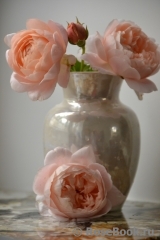 Ambridge Rose 