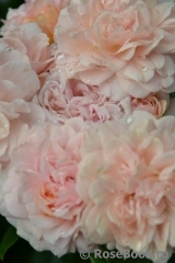 Garden of Roses 