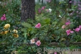 Mutabilis