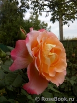 Augusta Luise Augusta Luise