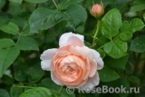 Ambridge Rose 