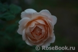 Ambridge Rose 
