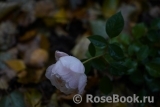 Desdemona Desdemona