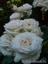 Madame Anisette ® Madame Anisette ®