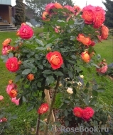 Starlet®-Rose Carmen® Starlet®-Rose Carmen®