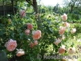 Abraham Darby Abraham Darby